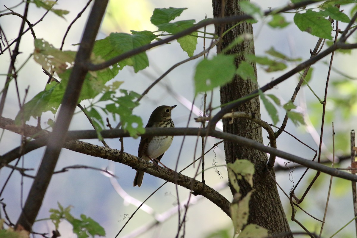 Hermit Thrush - ML643294174