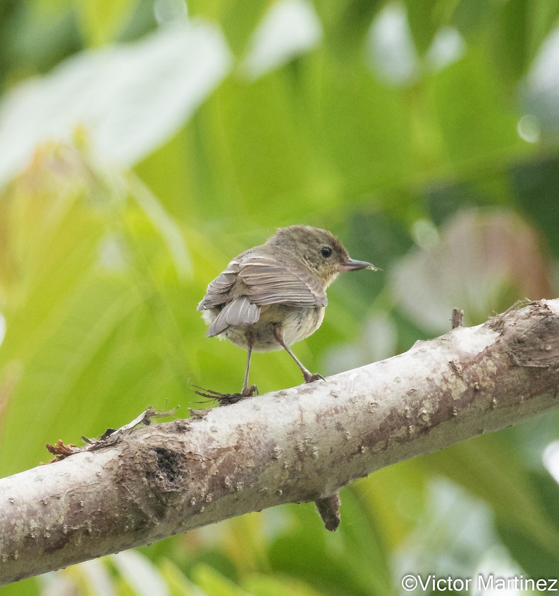 Rusty Flowerpiercer - ML643294175