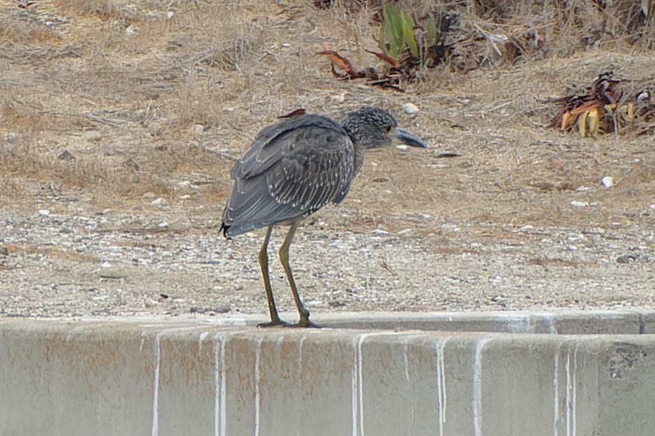 Yellow-crowned Night Heron - ML643294179