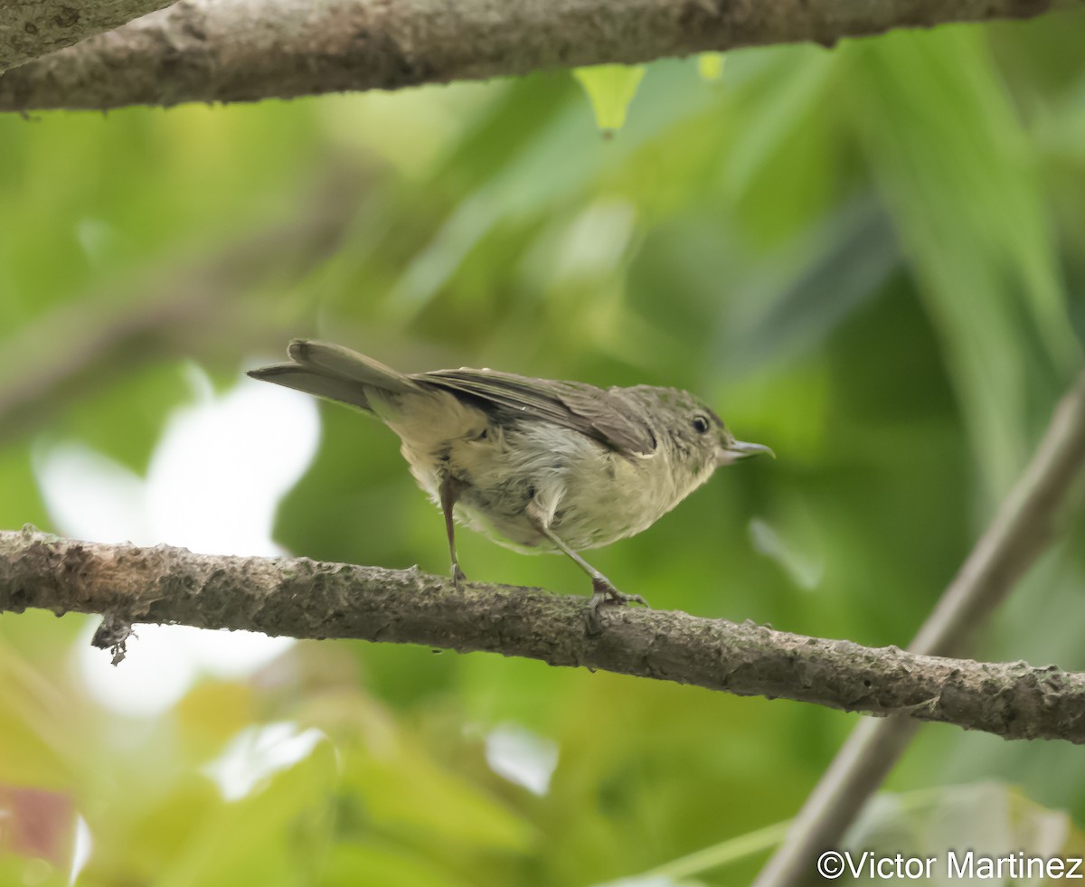 Rusty Flowerpiercer - ML643294182