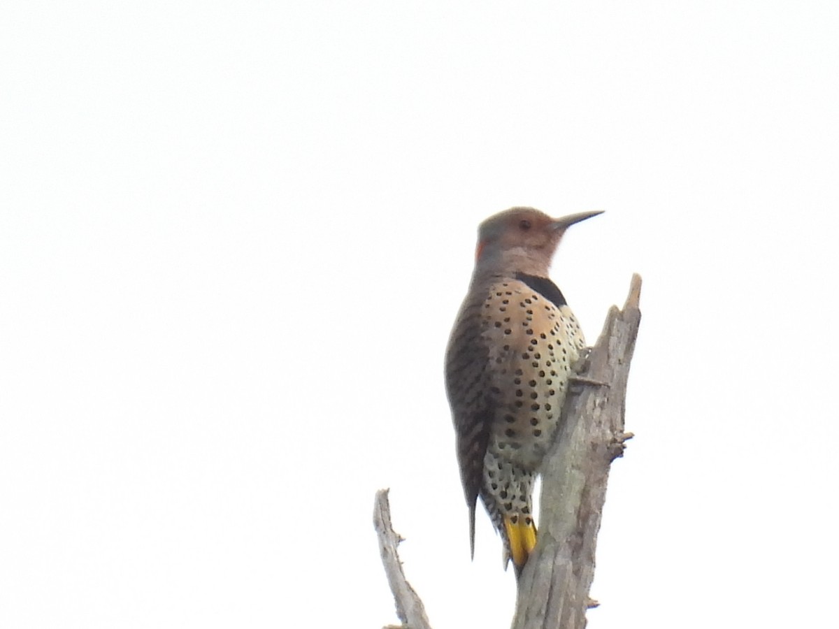 Northern Flicker - ML643294185
