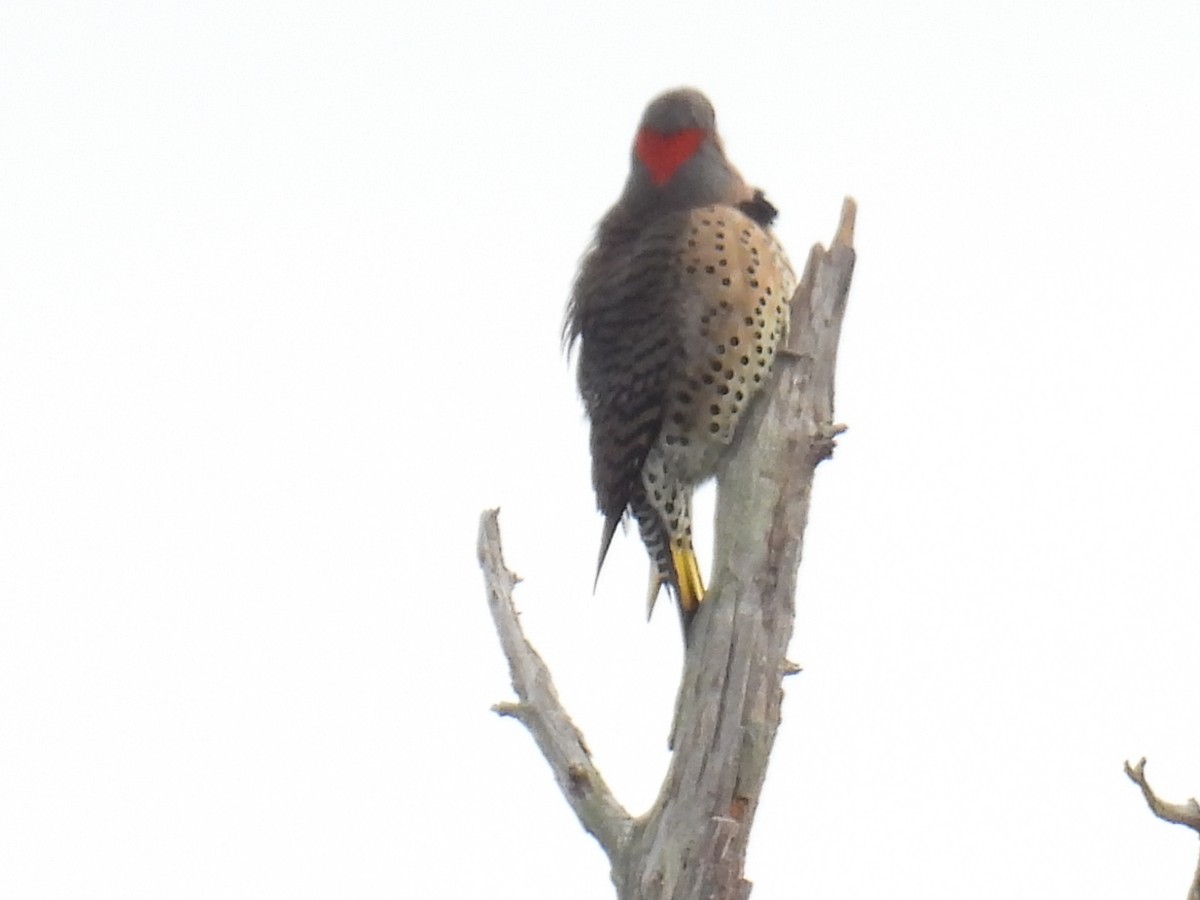 Northern Flicker - ML643294186