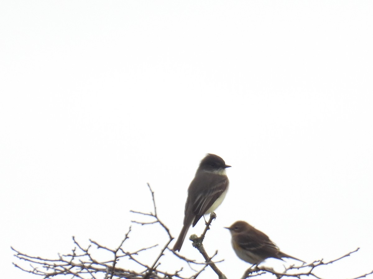 Eastern Phoebe - ML643294198