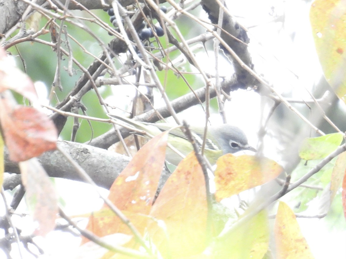 Blue-headed Vireo - ML643294209