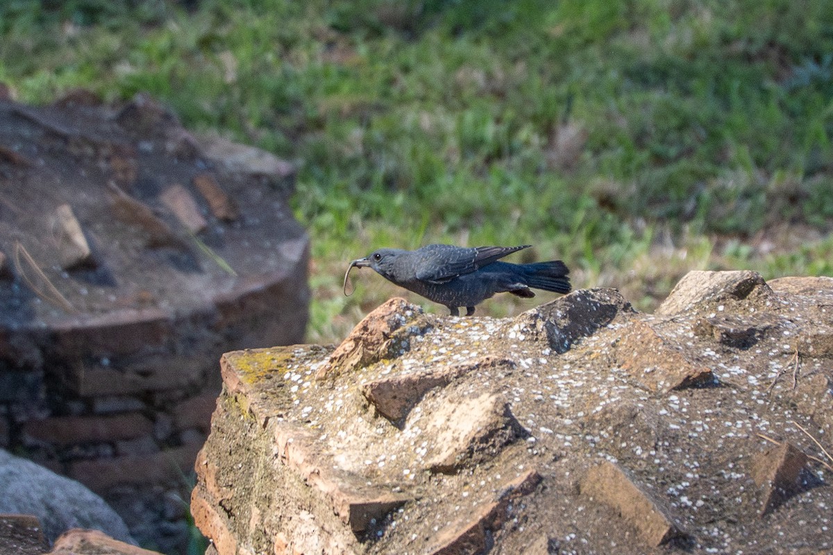 藍磯鶇 - ML643294234