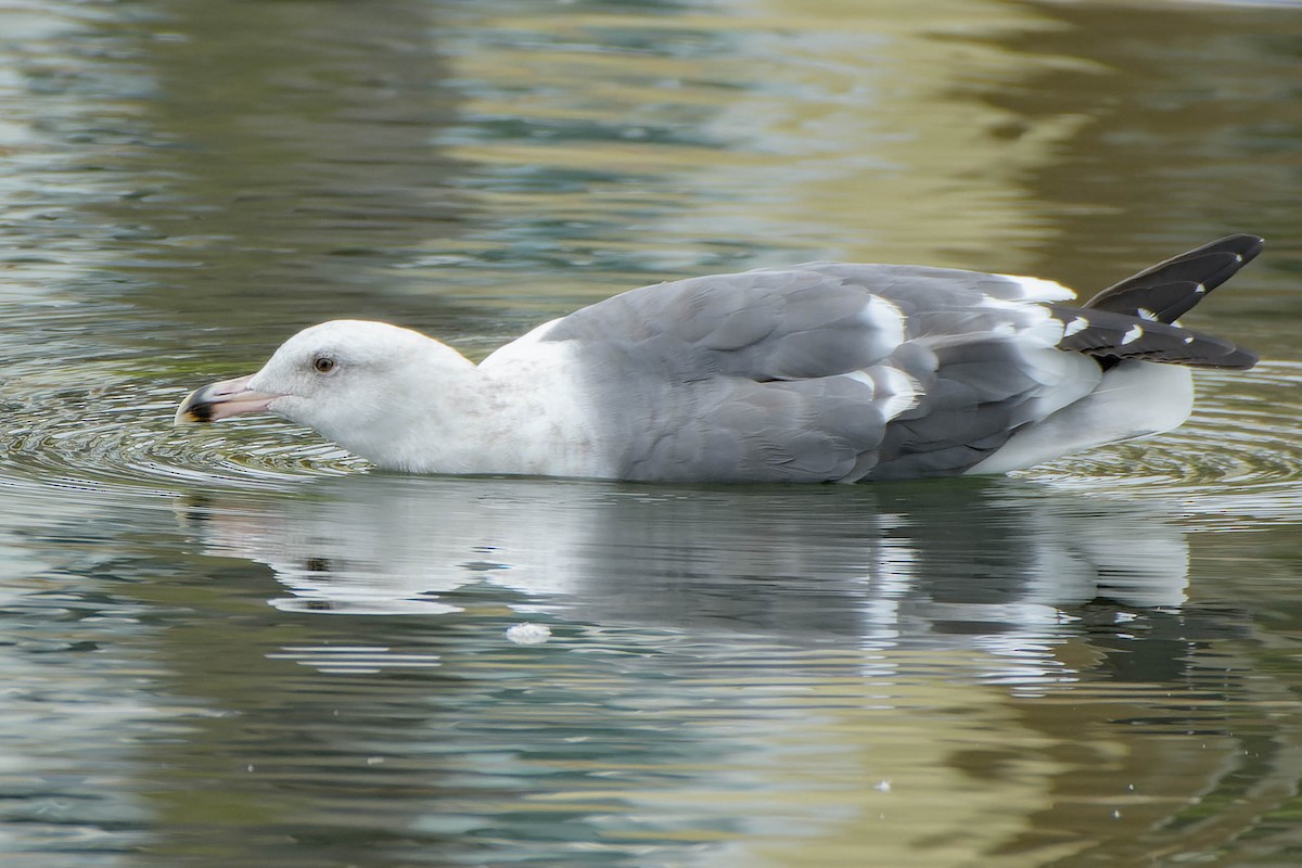Western Gull - ML643294239