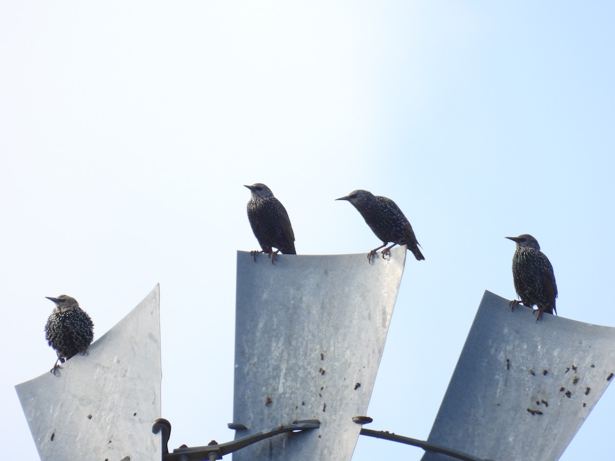 European Starling - ML643294243