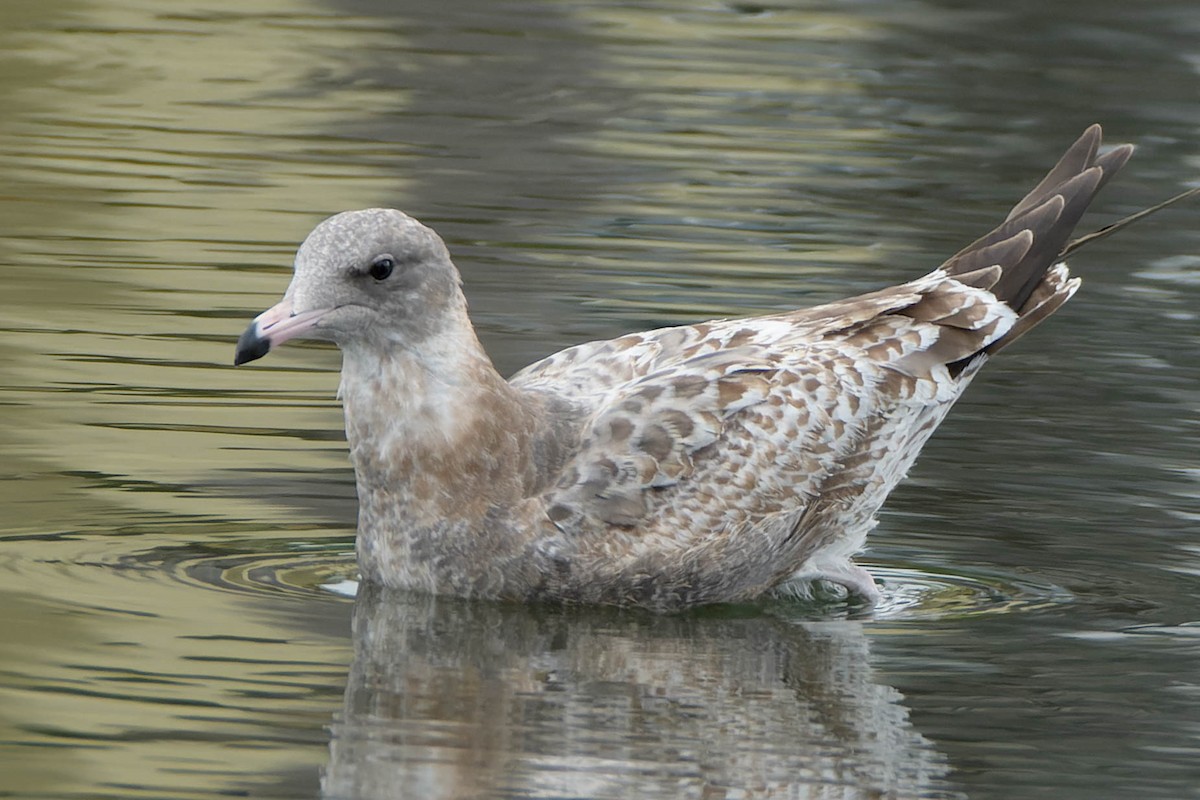 Western Gull - ML643294244
