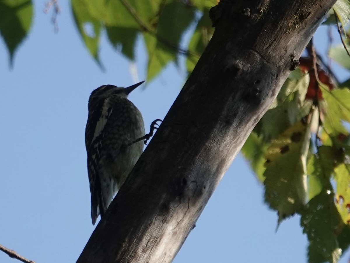 Yellow-bellied Sapsucker - ML643294249