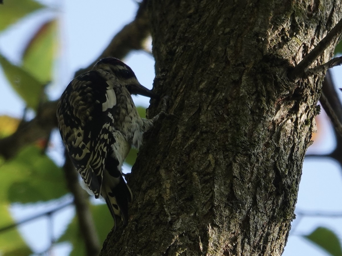 Yellow-bellied Sapsucker - ML643294252