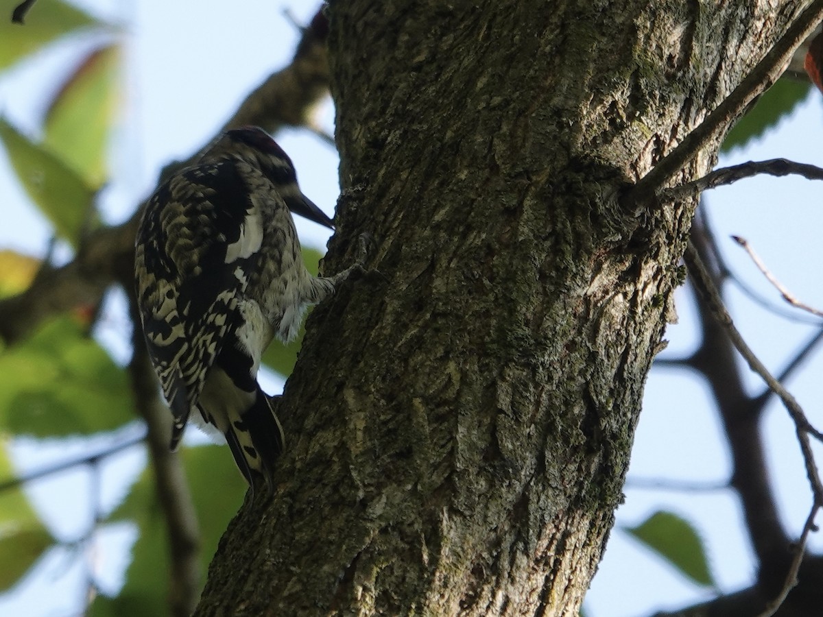 Yellow-bellied Sapsucker - ML643294253