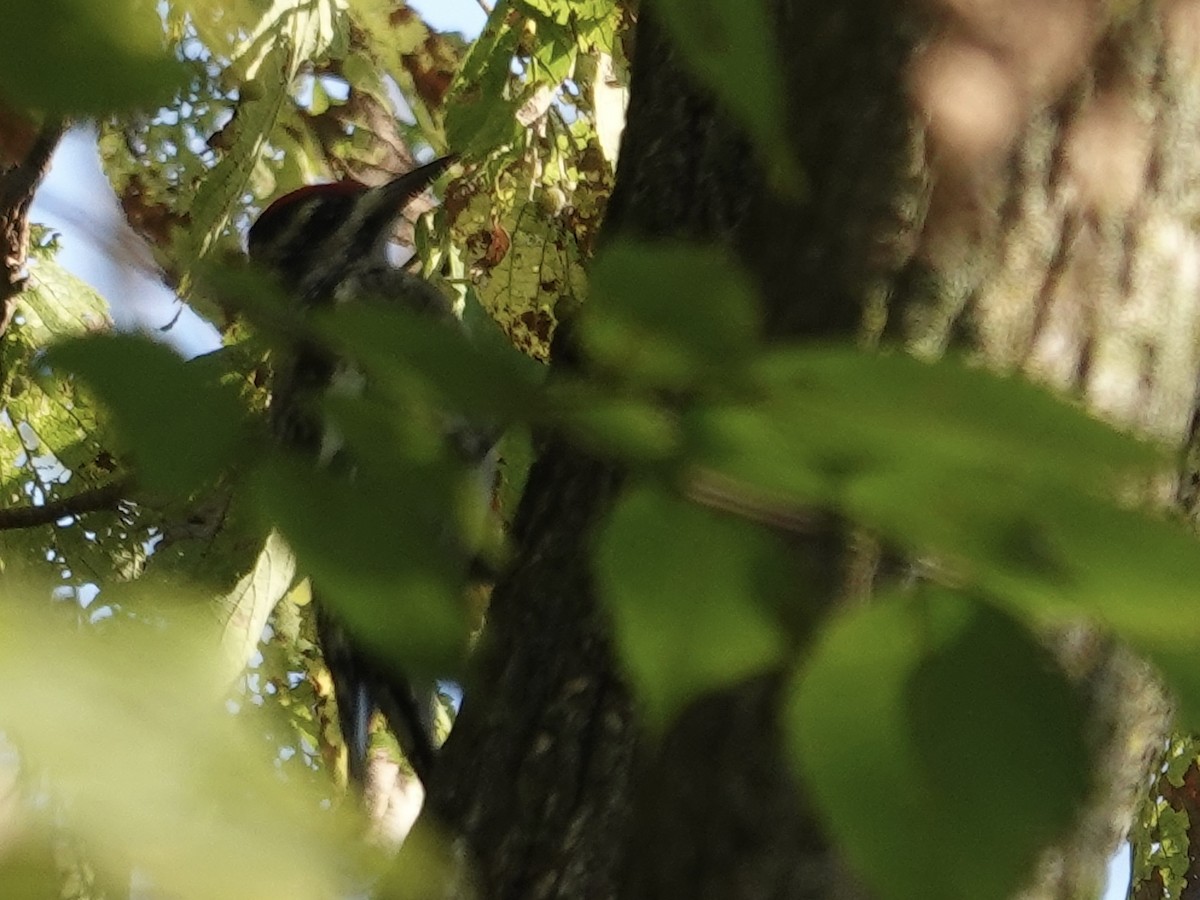 Yellow-bellied Sapsucker - ML643294254