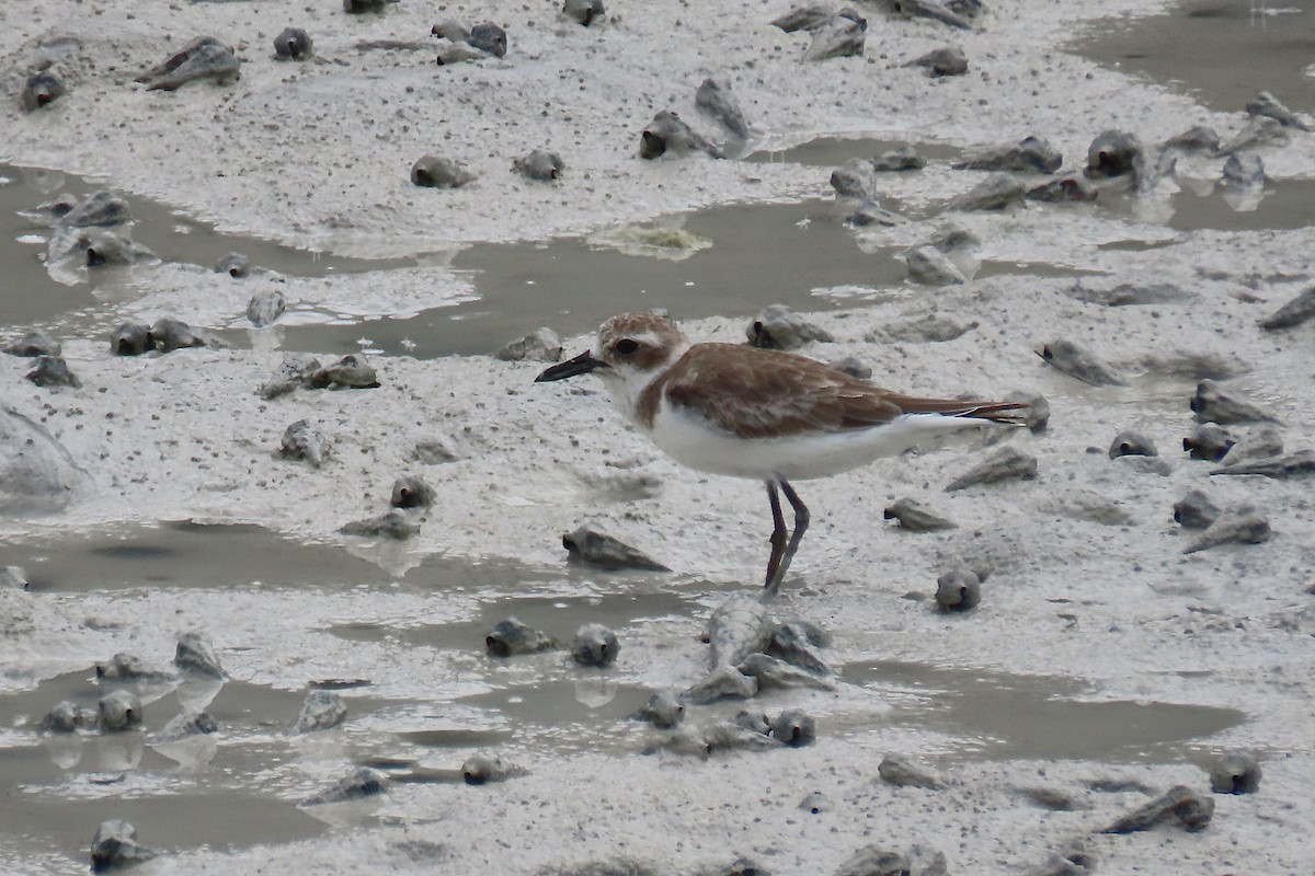 Greater Sand-Plover - ML643294255