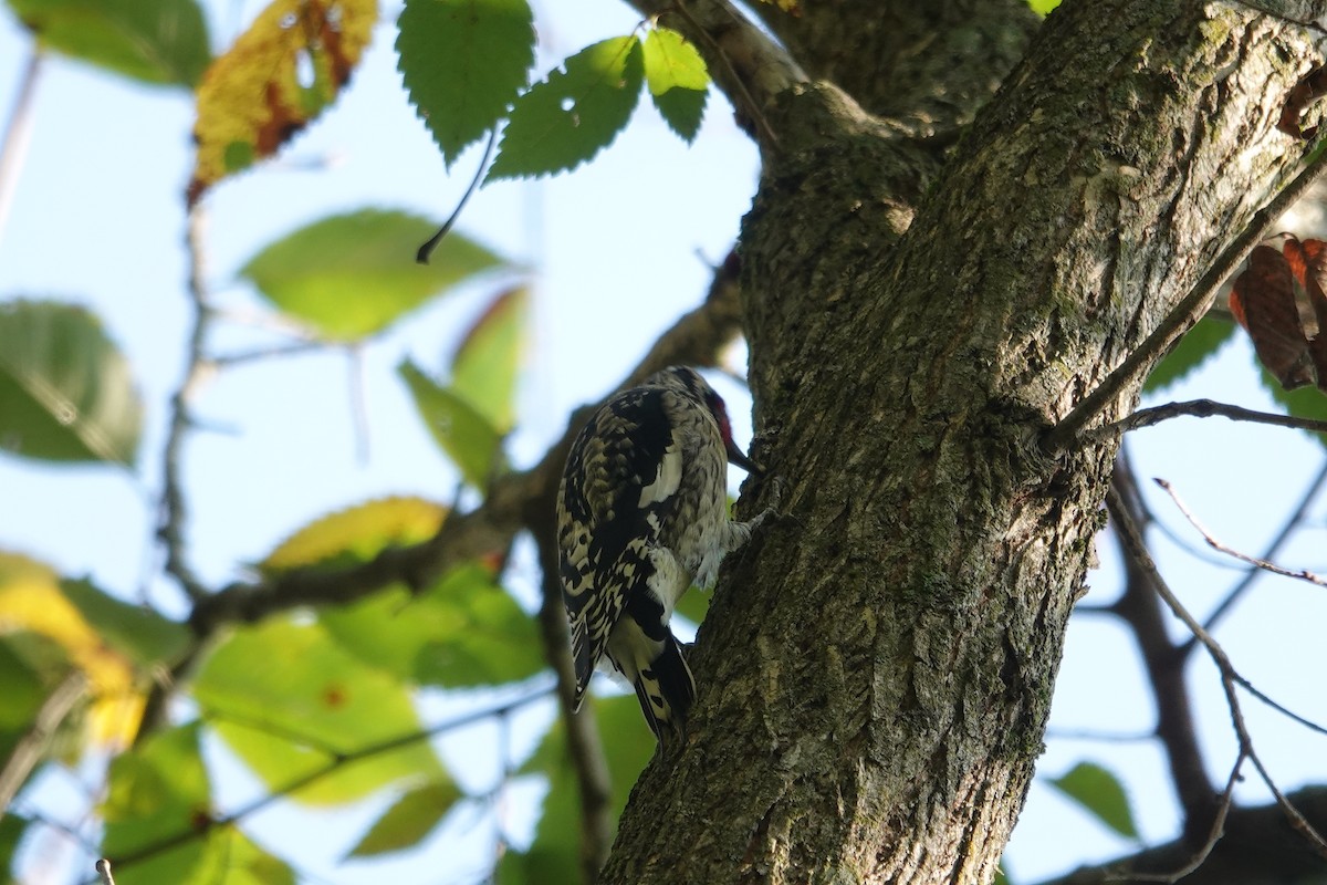 Yellow-bellied Sapsucker - ML643294256