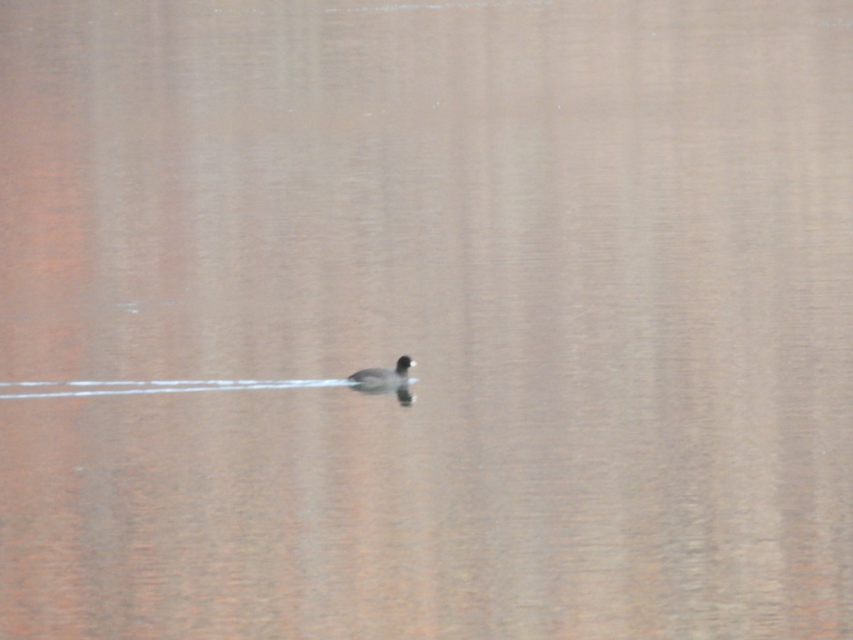 American Coot - ML643294260