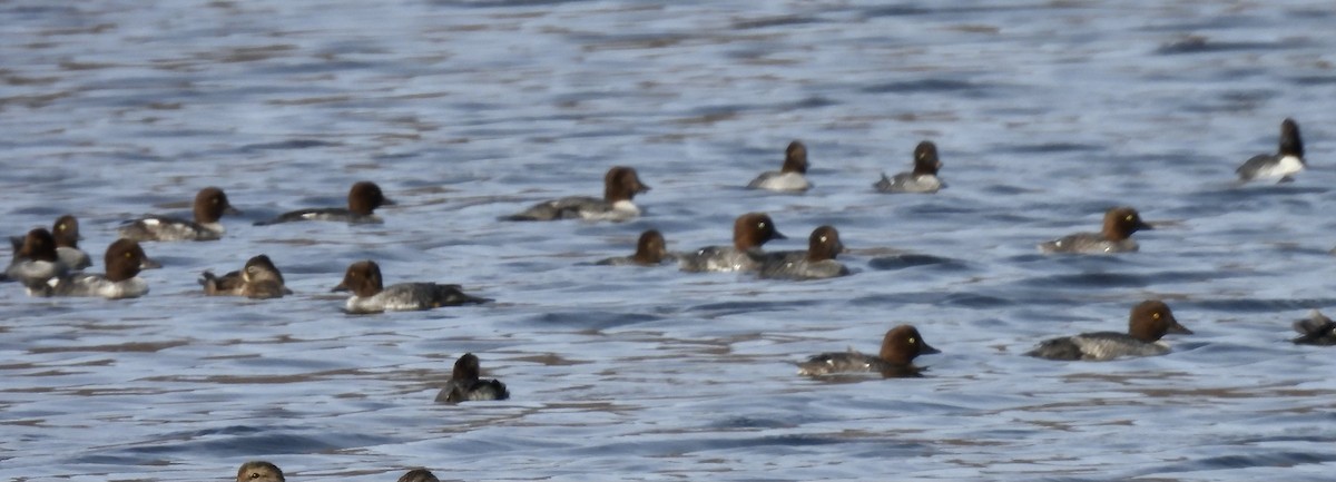 Common Goldeneye - ML643294267