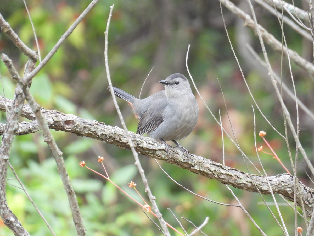 Gray Catbird - ML643294268