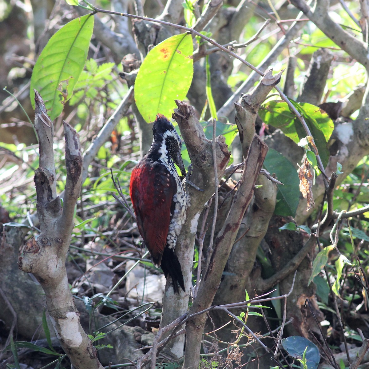 Red-backed Flameback - ML643294272