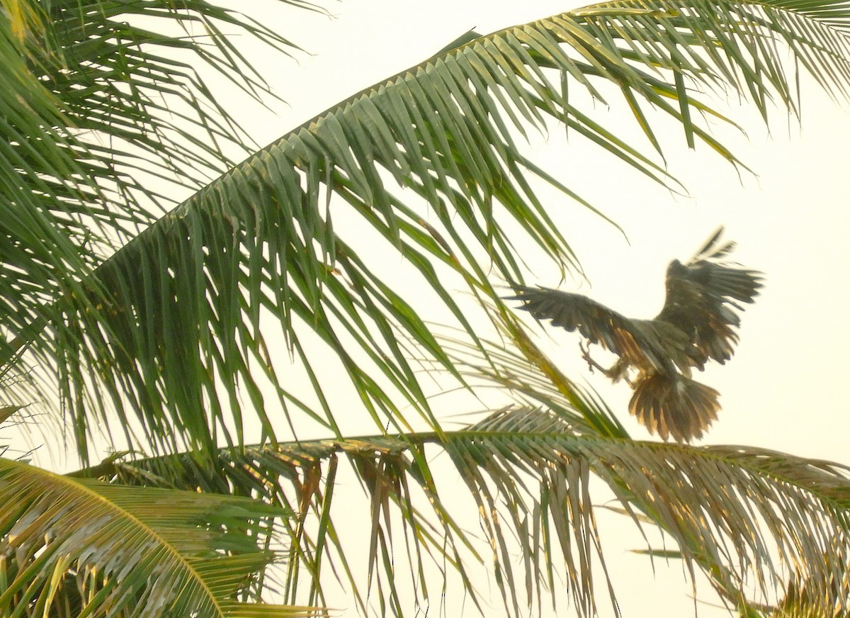 Egyptian Vulture - ML643294274
