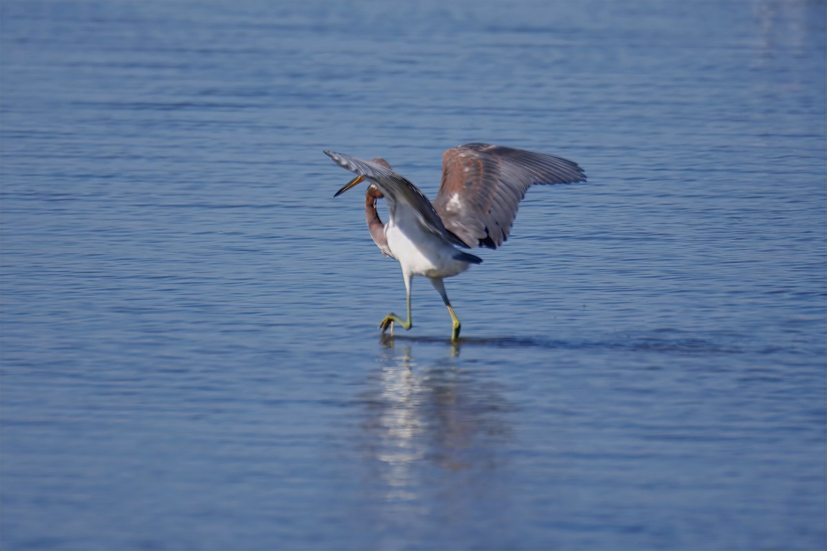 Tricolored Heron - ML643294279