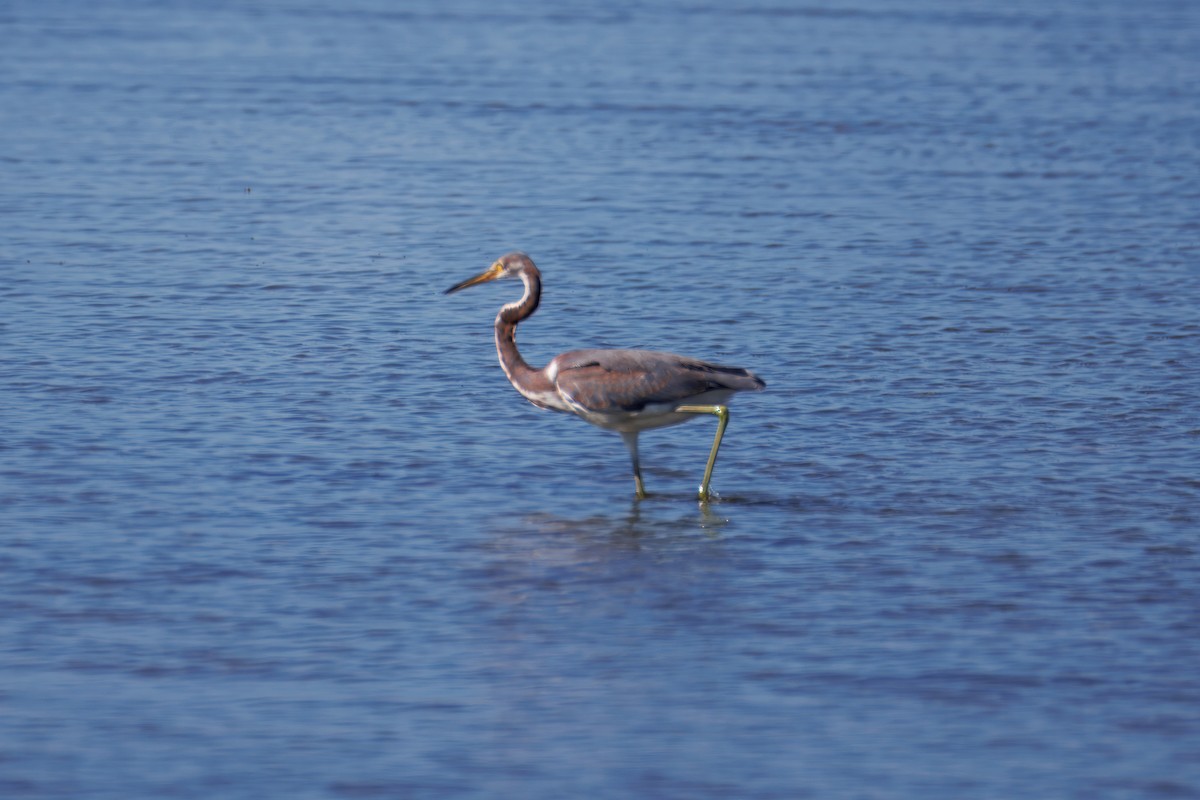 Tricolored Heron - ML643294281