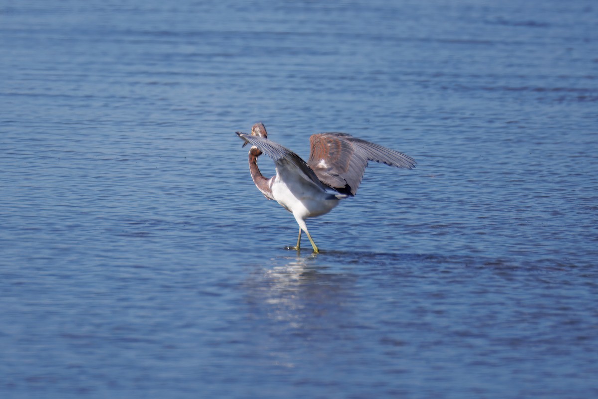 Tricolored Heron - ML643294282