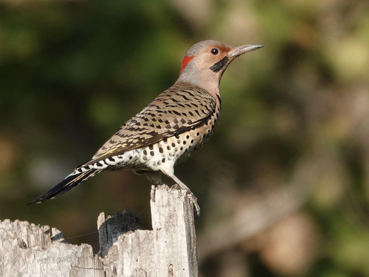 Northern Flicker - ML643294285