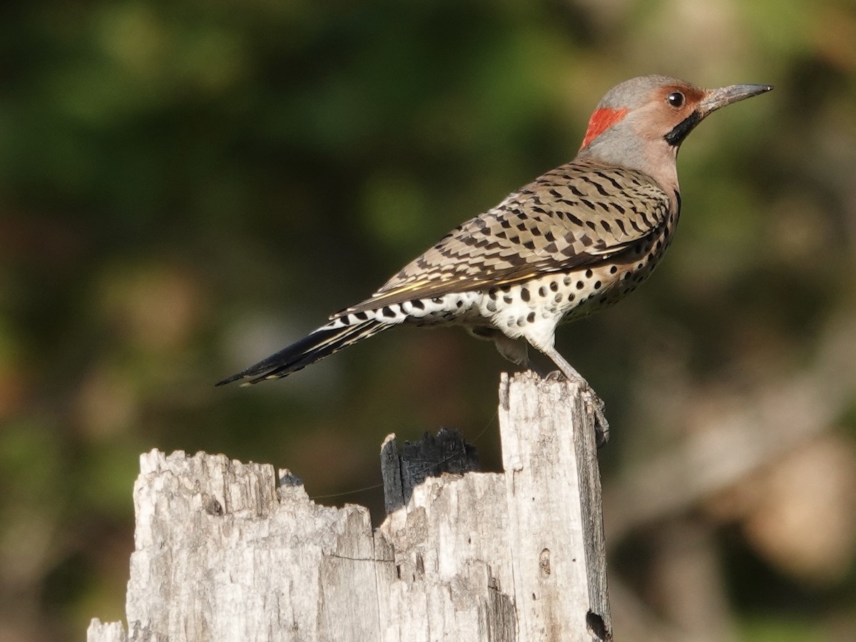 Northern Flicker - ML643294286