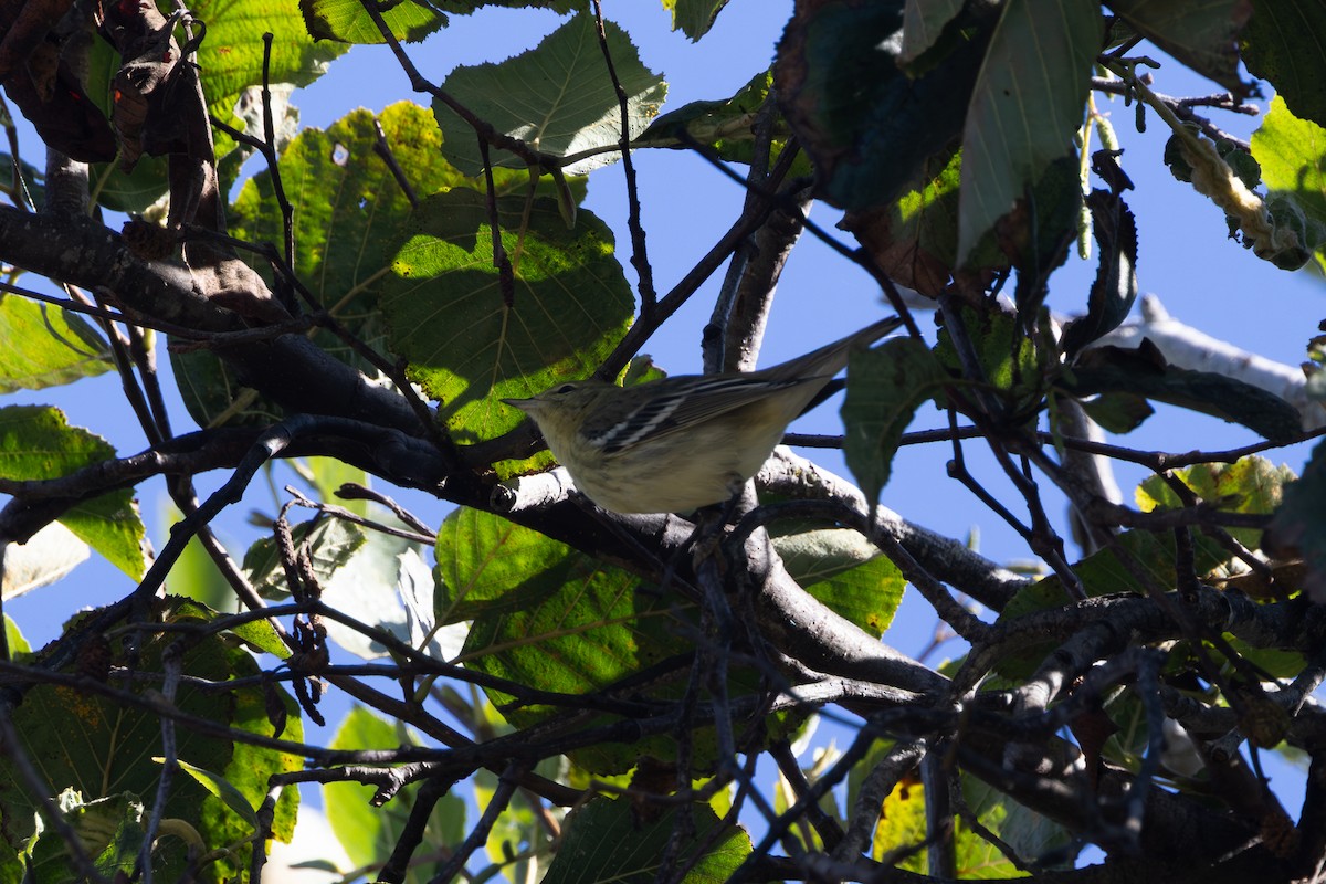 Blackpoll Warbler - ML643294294