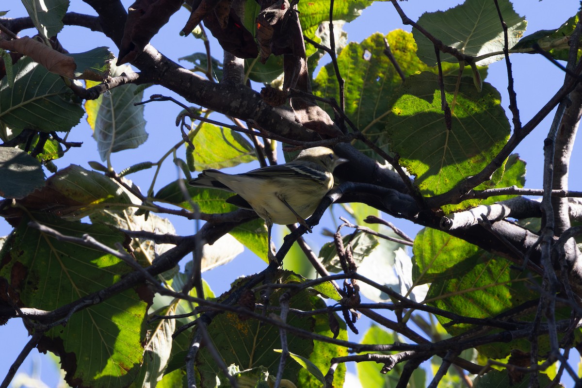 Blackpoll Warbler - ML643294295