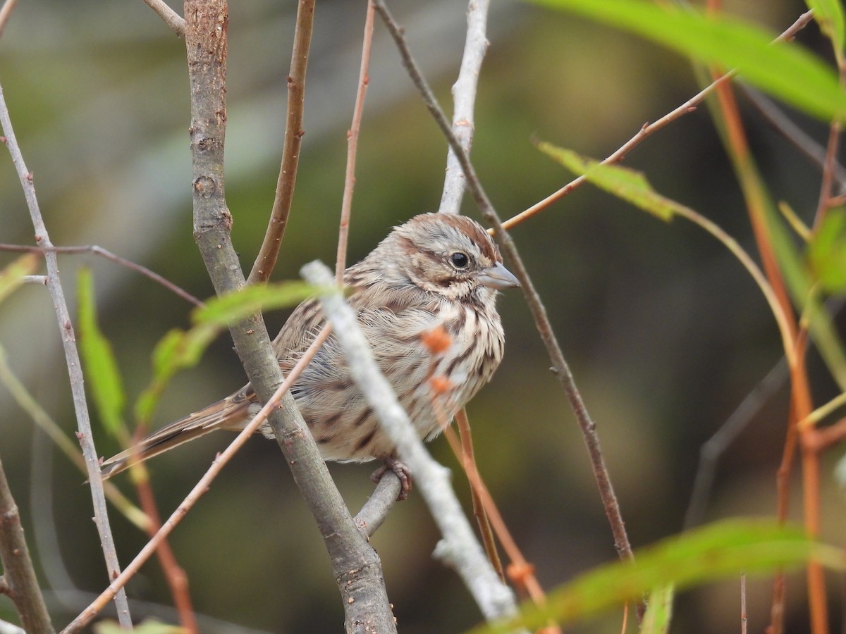 Song Sparrow - ML643294296