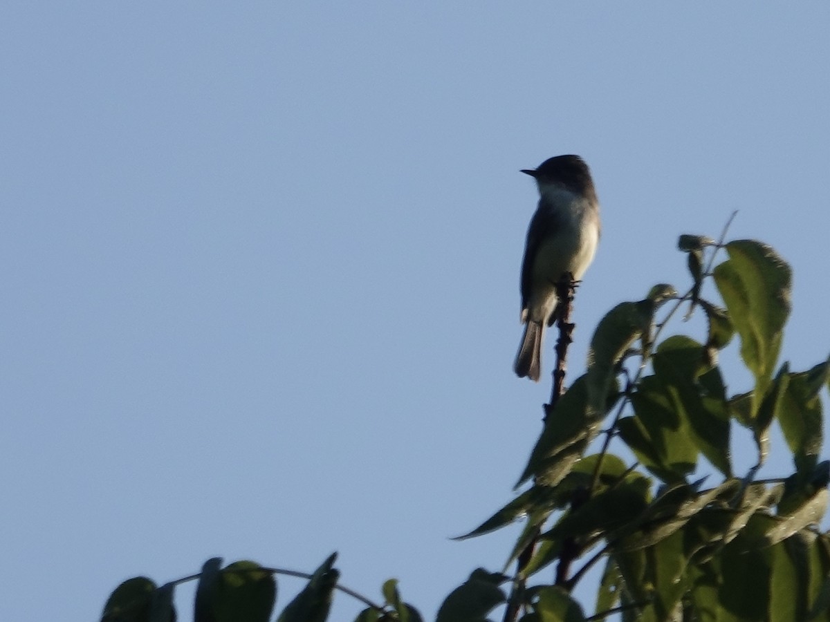 Eastern Phoebe - ML643294317