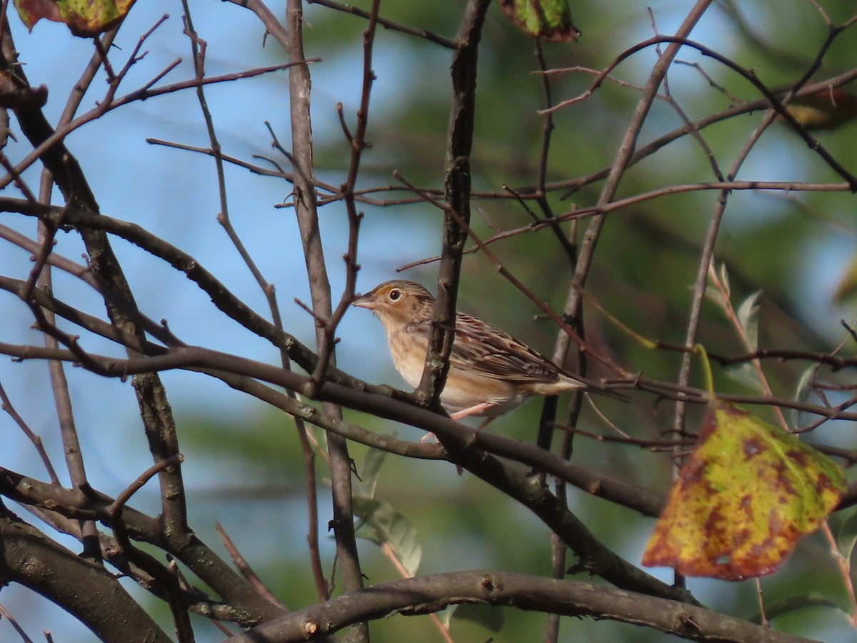 Grasshopper Sparrow - ML643294327