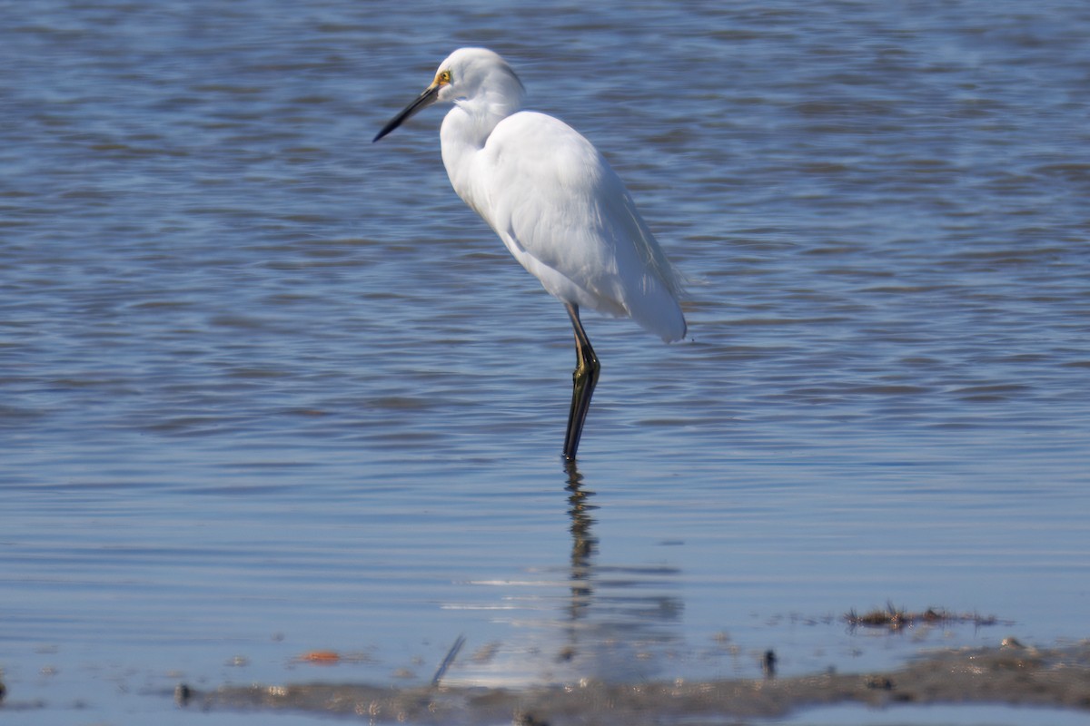 Snowy Egret - ML643294331