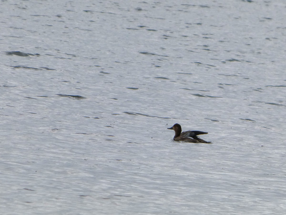 Blue-winged Teal - ML643294333