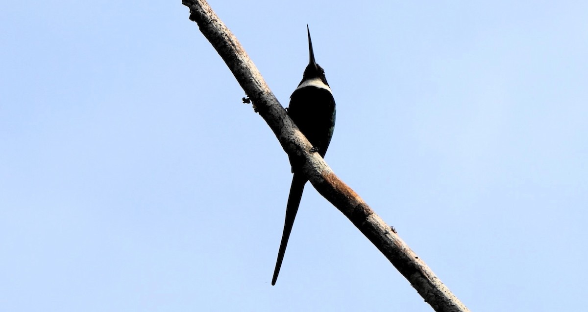 Paradise Jacamar - ML643294338