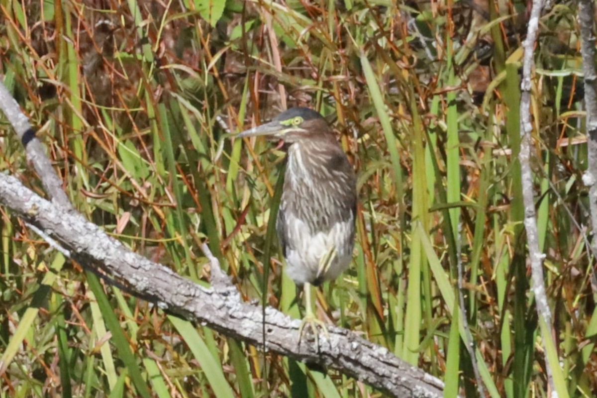 Green Heron - ML643294355
