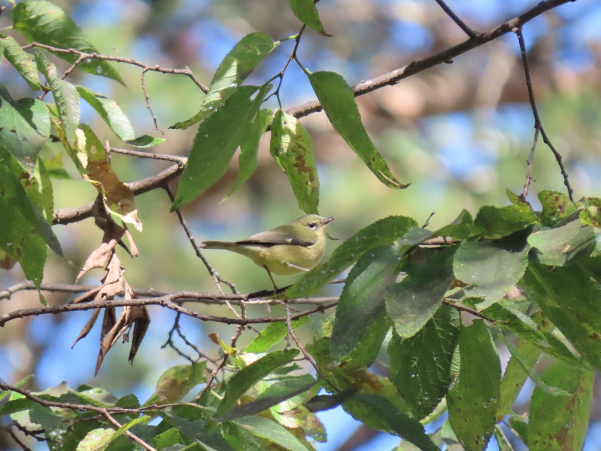 Black-throated Blue Warbler - ML643294356