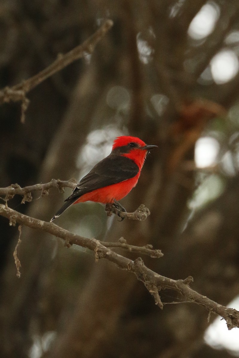 Vermilion Flycatcher - ML643294357