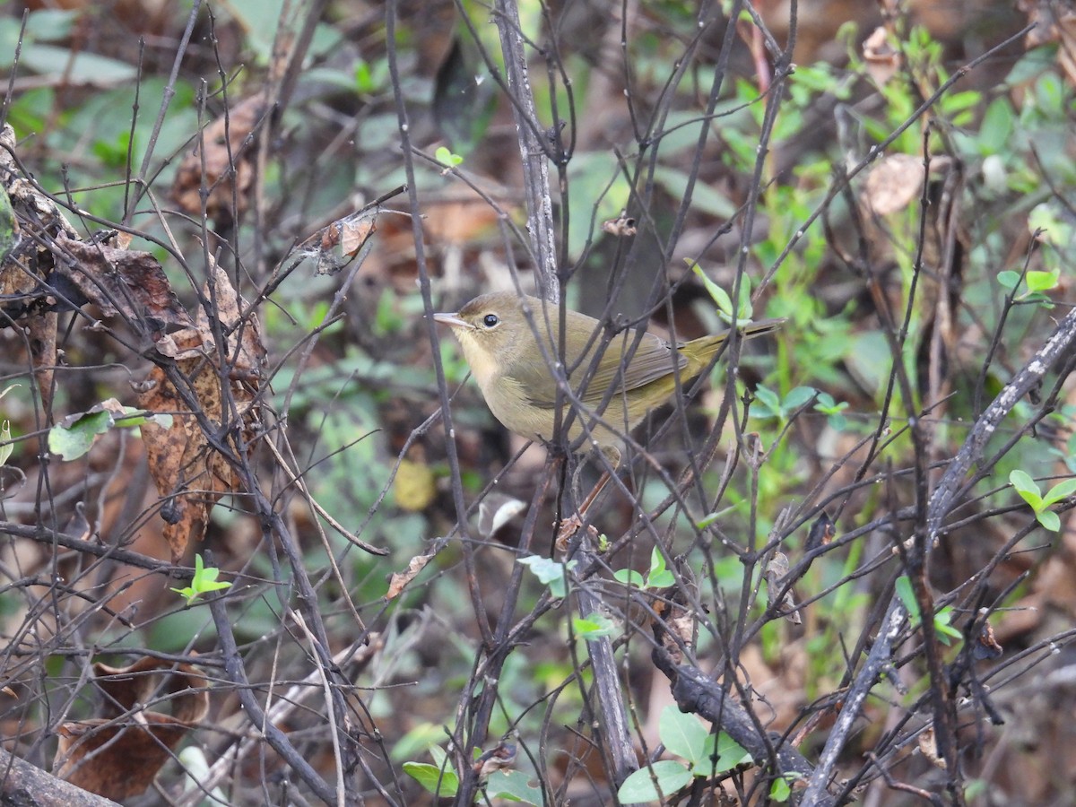 Common Yellowthroat - ML643294359