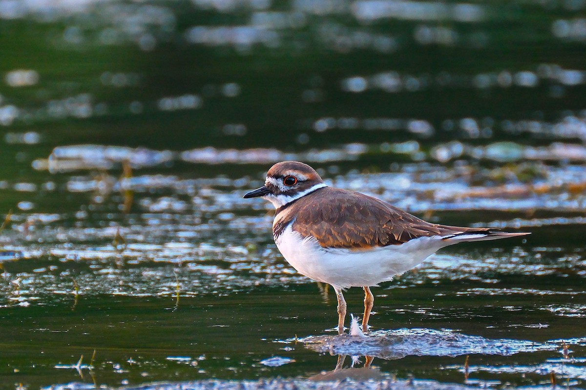 Killdeer - ML643294373