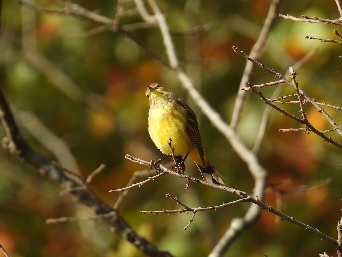 Palm Warbler - ML643294382