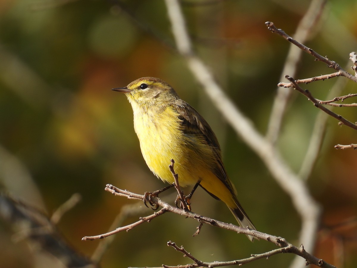 Palm Warbler - ML643294383