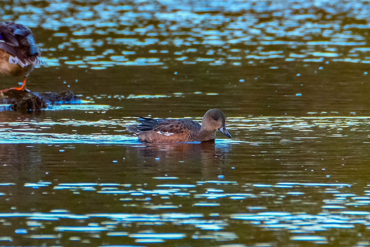American Wigeon - ML643294386