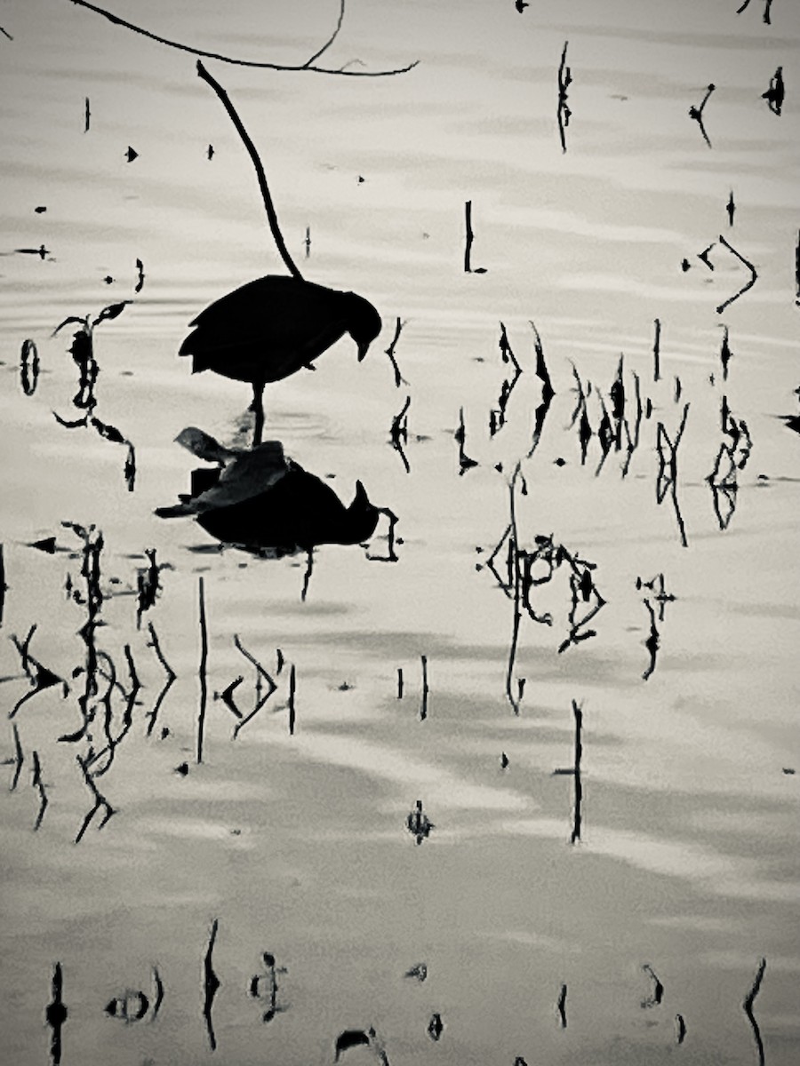 American Coot - ML643294406