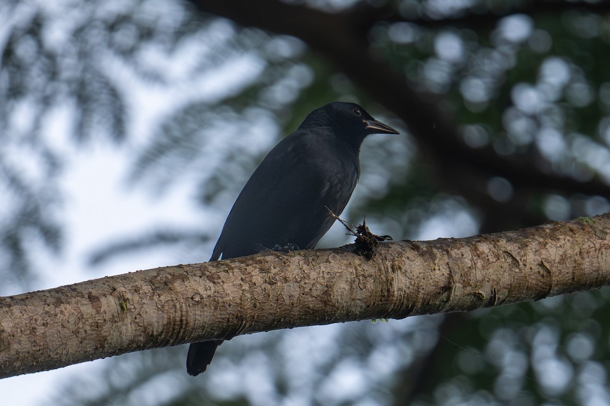 Melodious Blackbird - ML643294410