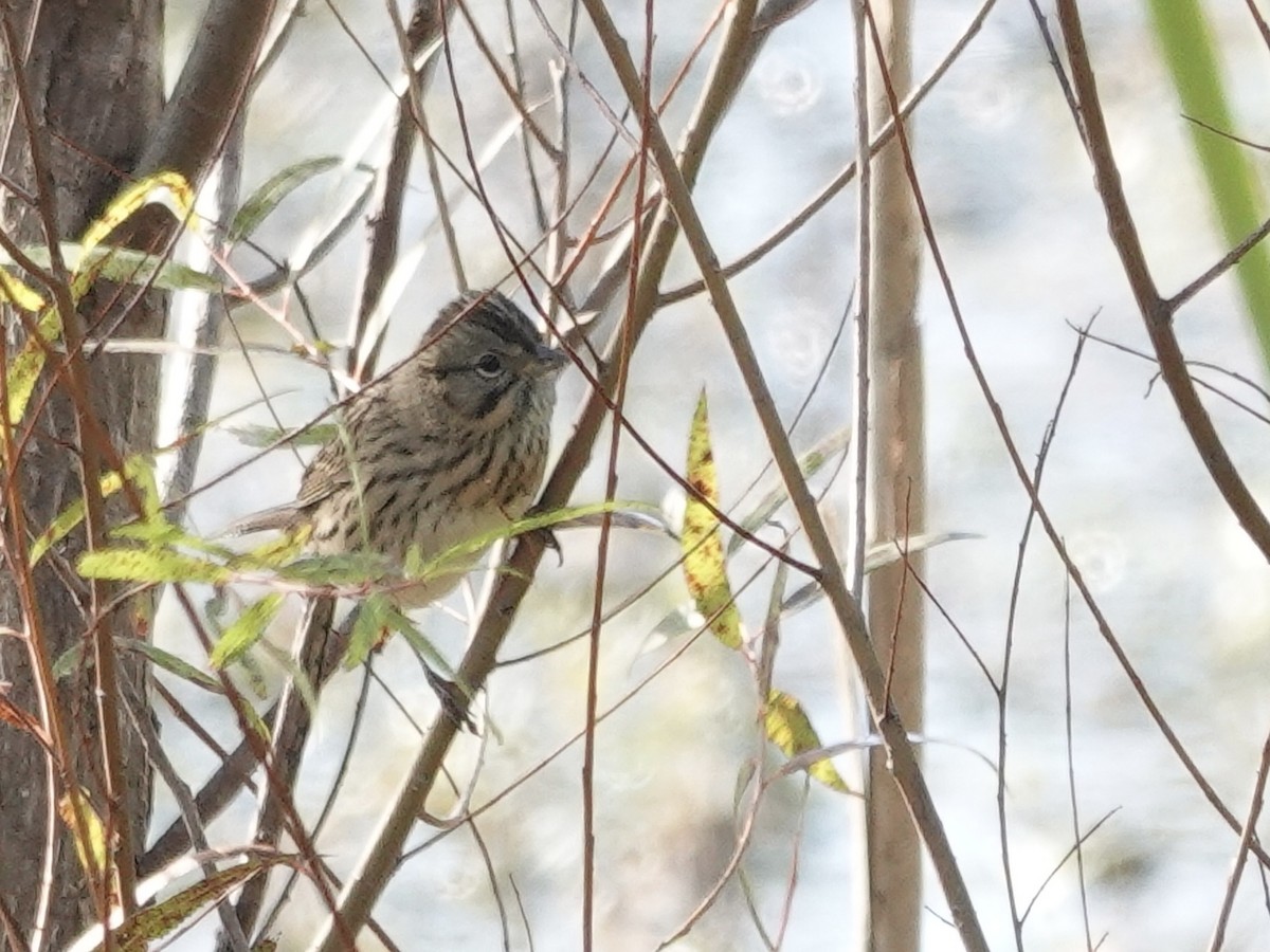 Lincoln's Sparrow - ML643294412