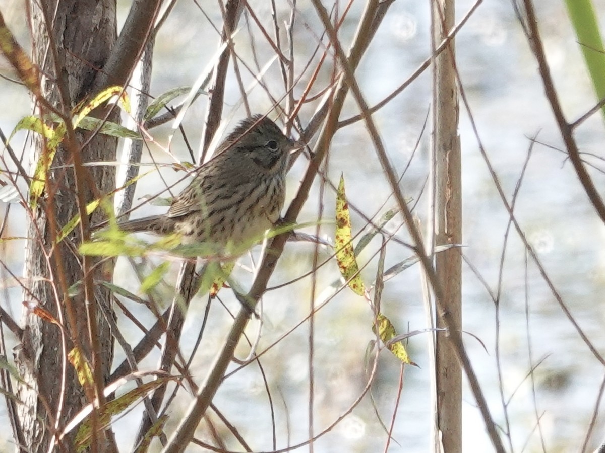 Lincoln's Sparrow - ML643294413