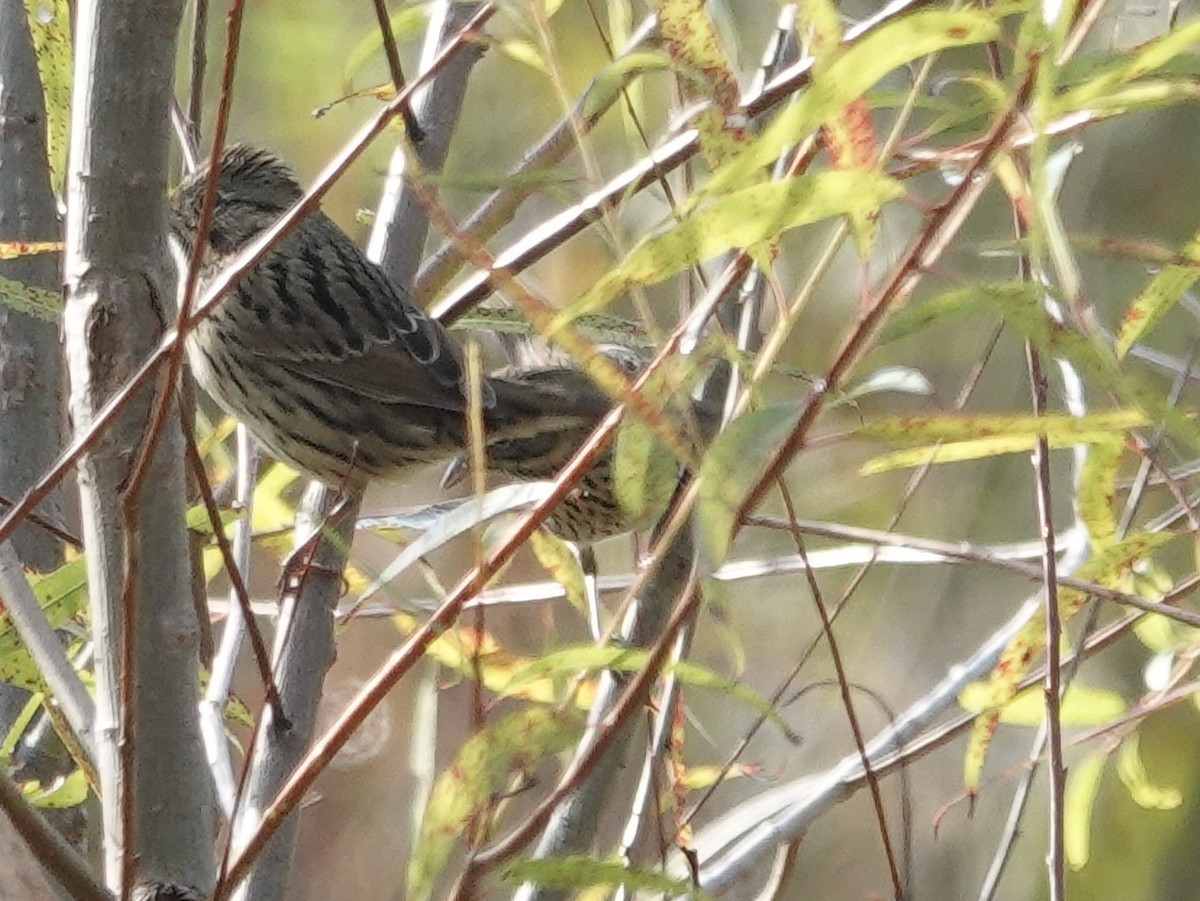 Lincoln's Sparrow - ML643294414