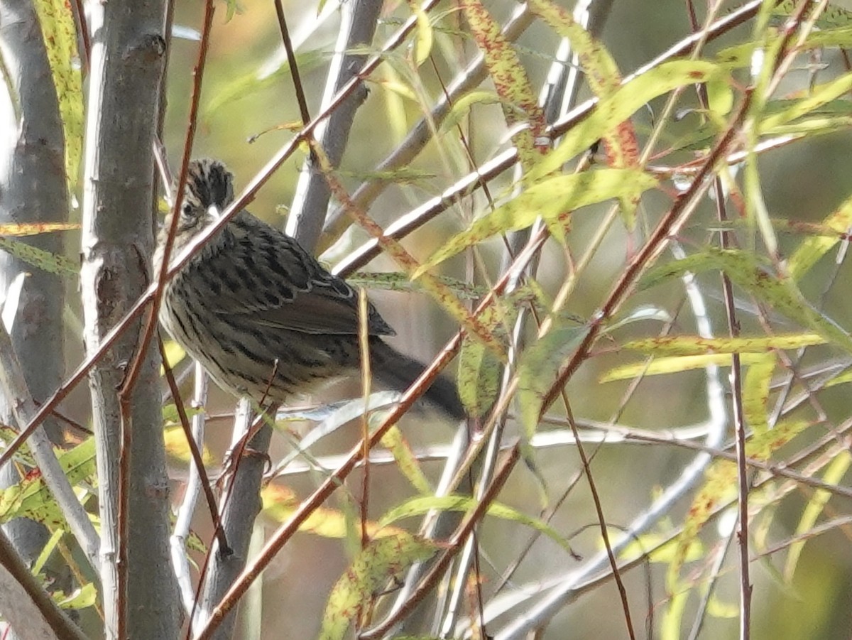 Lincoln's Sparrow - ML643294415